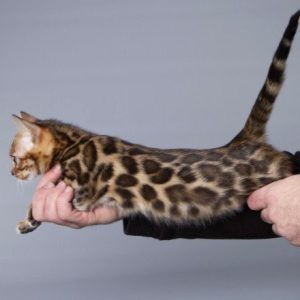 Bengal Kitten Smiley 4