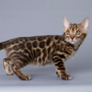 Bengal Kitten Smiley 7