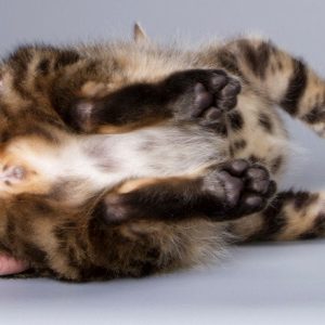 Bengal Kitten Smiley 8