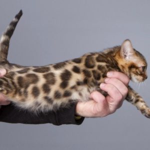 Bengal Kitten Smiley 9