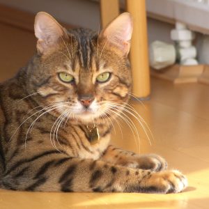 Bengal Kittens