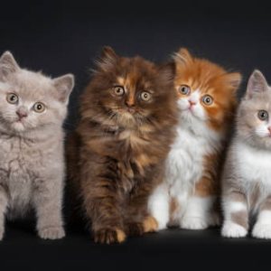 British Longhair Kitten