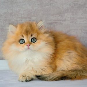 British Longhair Kitten - Andy