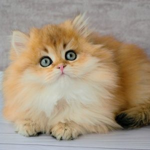 British Longhair Kitten Andy 3