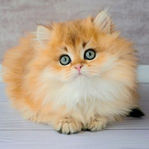 British Longhair Kitten - Andy