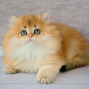 British Longhair Kitten Andy 4