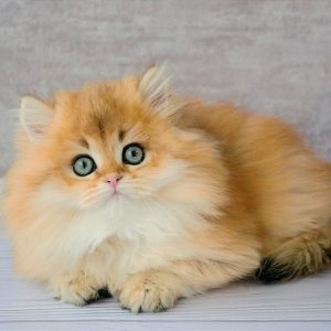 British Longhair Kitten Andy 5