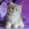 British Longhair Kitten - Apple +