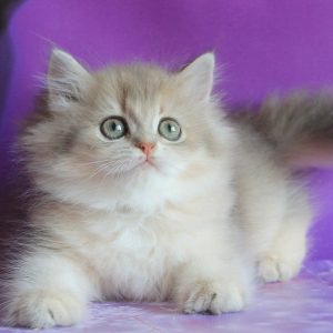 British Longhair Kitten - Apple +