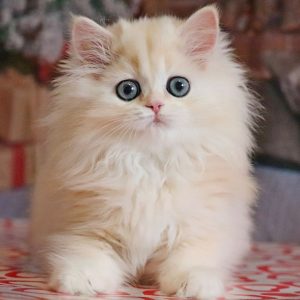 British Longhair Kitten - Apple