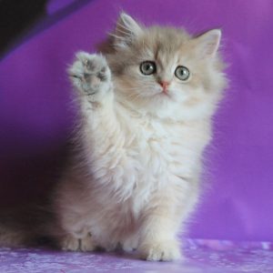 British Longhair Kitten Apple 2 1