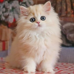 British Longhair Kitten Apple 2