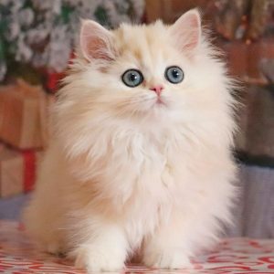 British Longhair Kitten Apple 4