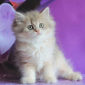 British Longhair Kitten Apple 5 1