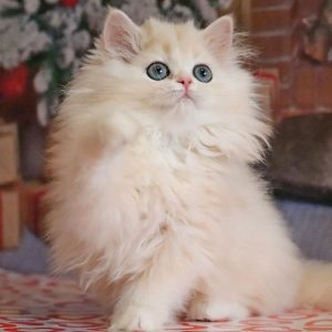 British Longhair Kitten Apple 5