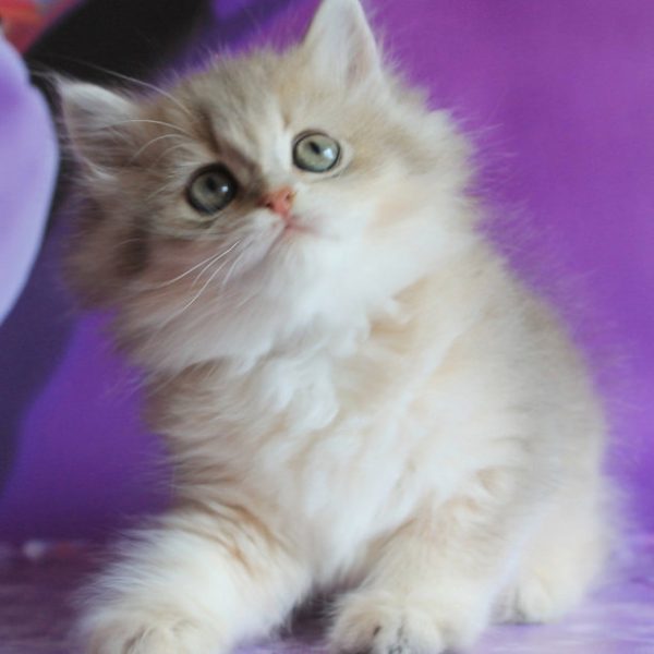 British Longhair Kitten Apple 6 1