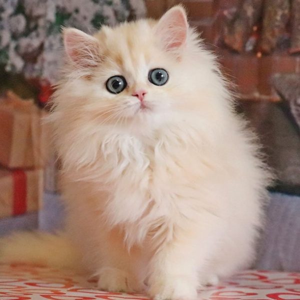 British Longhair Kitten Apple 6