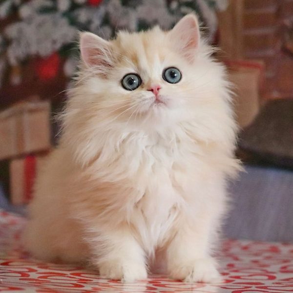 British Longhair Kitten - Apple