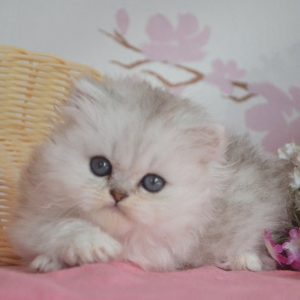 British Longhair Kitten - Biscuit