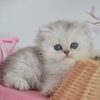 British Longhair Kitten - Biscuit