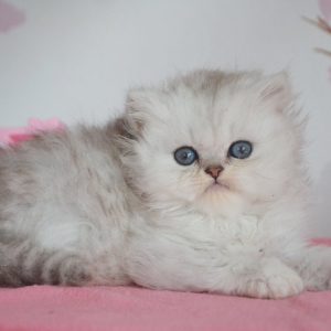 British Longhair Kitten Biscuit 2