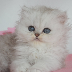 British Longhair Kitten Biscuit 3