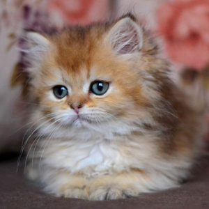 British Longhair Kitten - Cupid