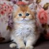 British Longhair Kitten - Cupid