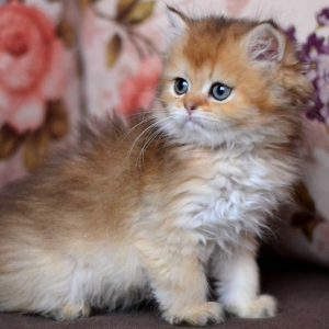 British Longhair Kitten Cupid 2