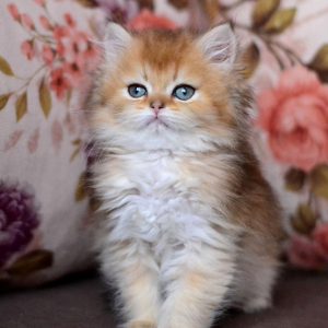 British Longhair Kitten Cupid 3