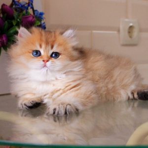 British Longhair Kitten - Diamond