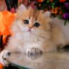 British Longhair Kitten - Diamond