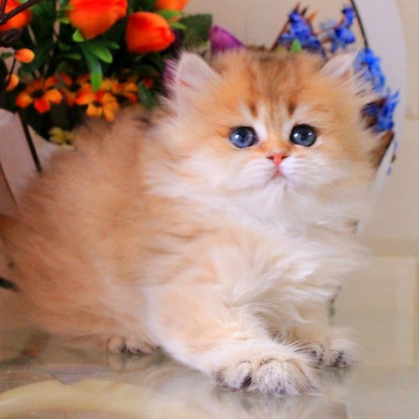 British Longhair Kitten Diamond 2