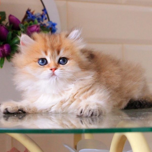 British Longhair Kitten Diamond 3