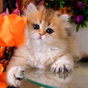 British Longhair Kitten Diamond 4