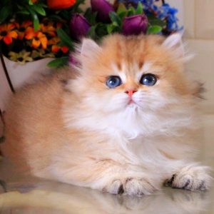 British Longhair Kitten Diamond 5