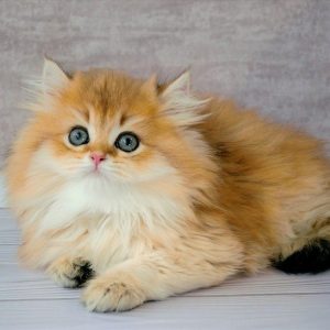 British Longhair Kitten - Feline