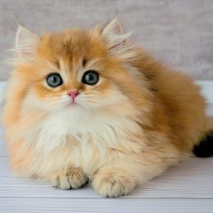 British Longhair Kitten Feline 2