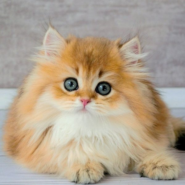 British Longhair Kitten Feline 3