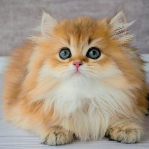 British Longhair Kitten Feline 4