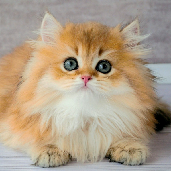 British Longhair Kitten - Feline