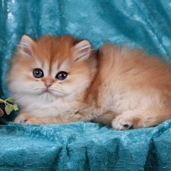 British Longhair Kitten - Happy