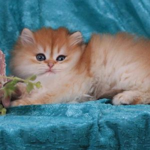 British Longhair Kitten Happy 4