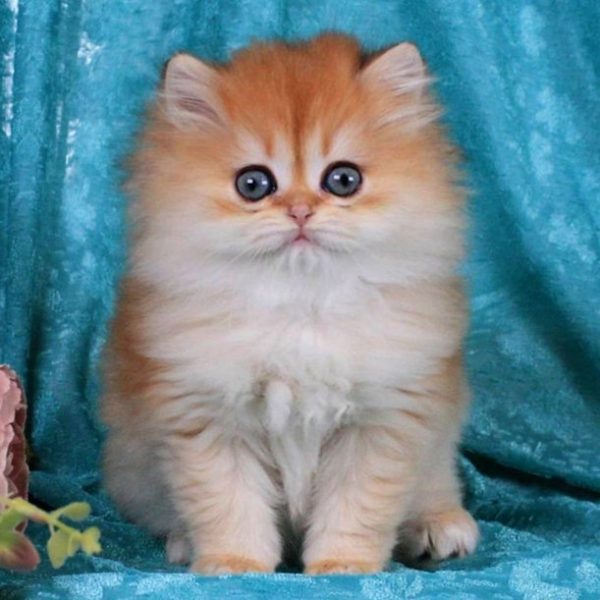 British Longhair Kitten - Happy