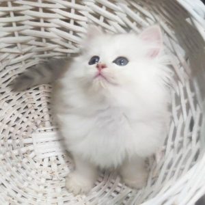 British Longhair Kitten Harry 3