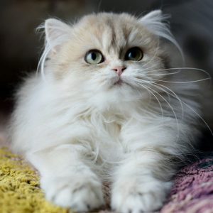 British Longhair Kitten - Jazzy