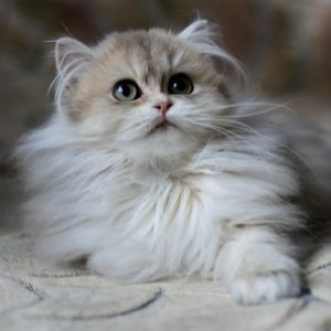 British Longhair Kitten Jazzy 2