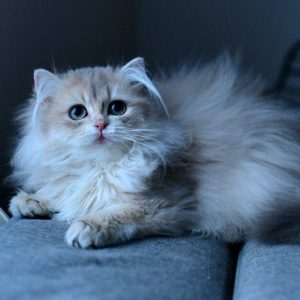 British Longhair Kitten - Linx