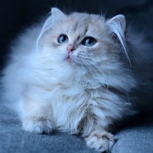 British Longhair Kitten Linx 2