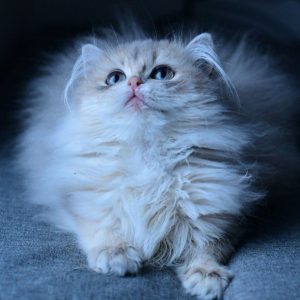 British Longhair Kitten Linx 3